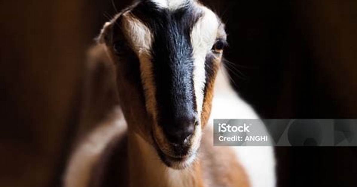 Earless Goats