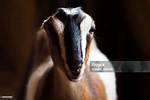 Earless Goats