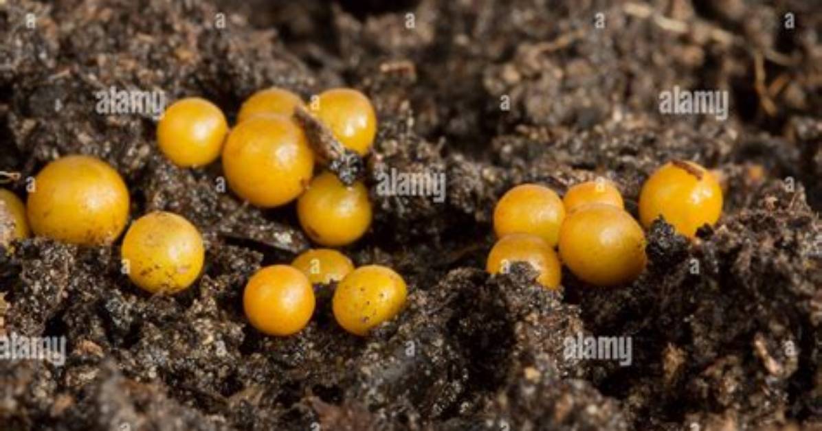 Earthworm Eggs