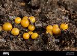 Earthworm Eggs