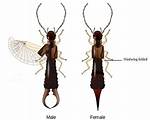 Earwig in Ear