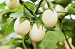 Easter Egg Plant