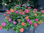 Easy Lantana