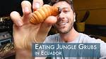 Eating Grubs
