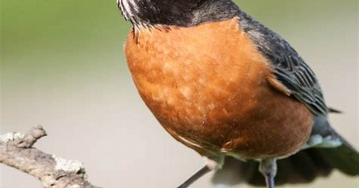 Eats Like a Robin