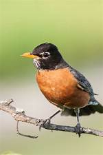 Eats Like a Robin
