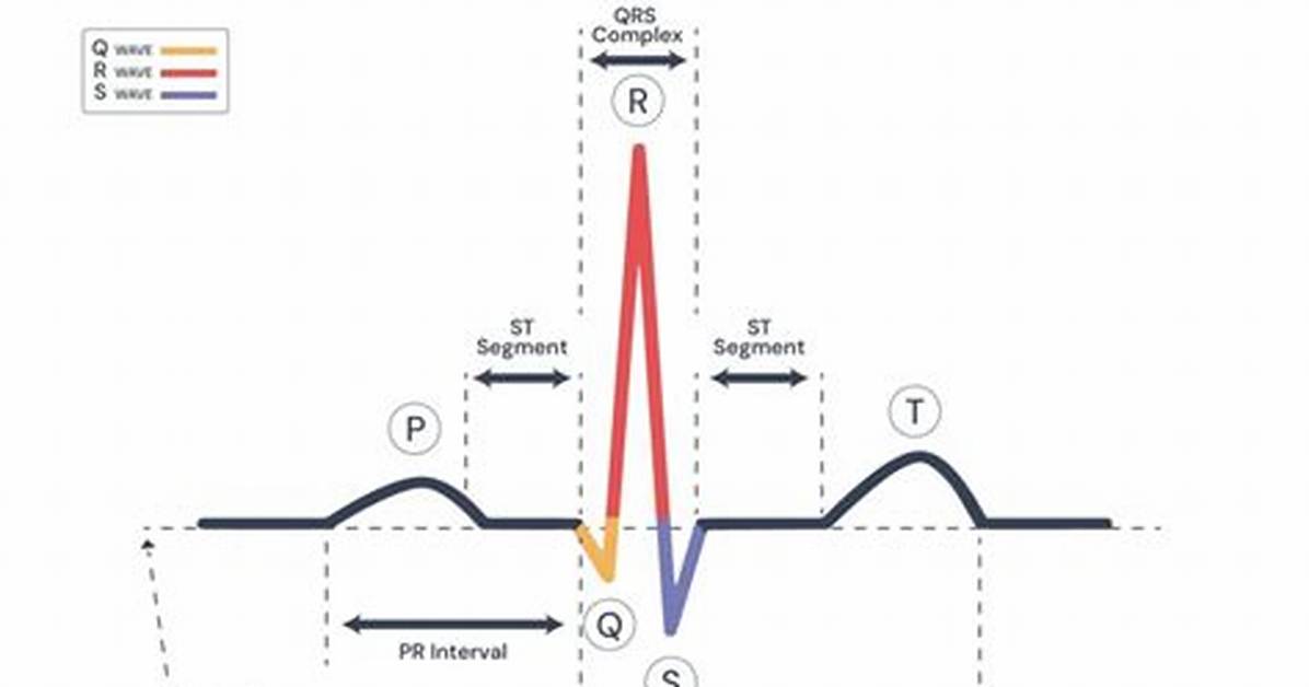 Ecg Components