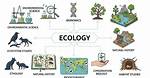 Ecology Synonym