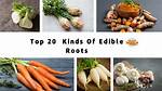 Edible Root