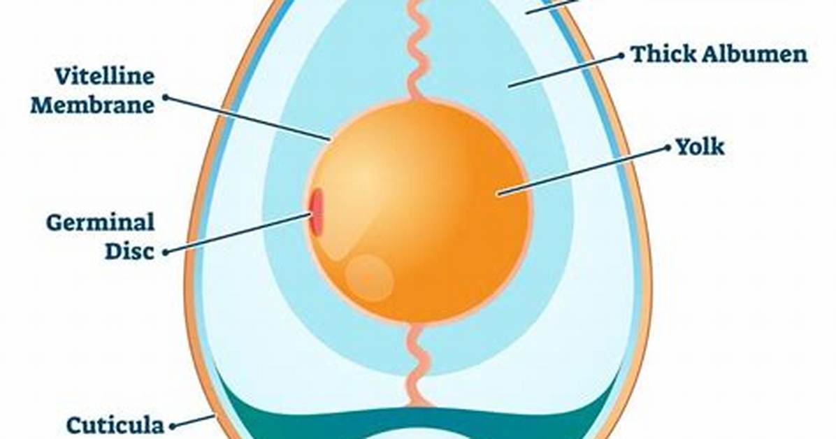 Egg Inside Chicken