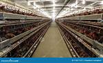 Egg Layer on a Farm