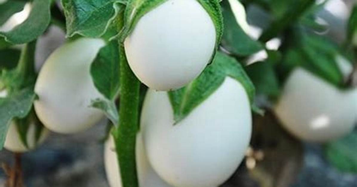 Eggplant Tree