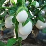 Eggplant Tree