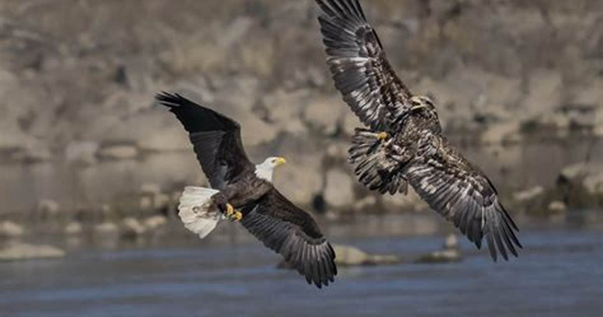 Egrets and Eagles for Example