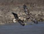 Egrets and Eagles for Example