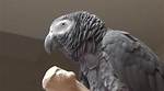 Einstein the Parrot
