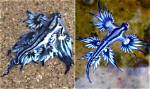 Electric ___ (Sea Creature)