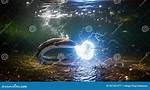 Electric ___ (Shocking Fish)