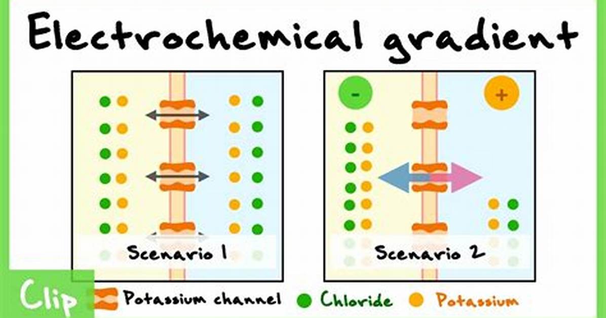 Electrical Gradient