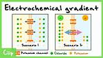 Electrical Gradient