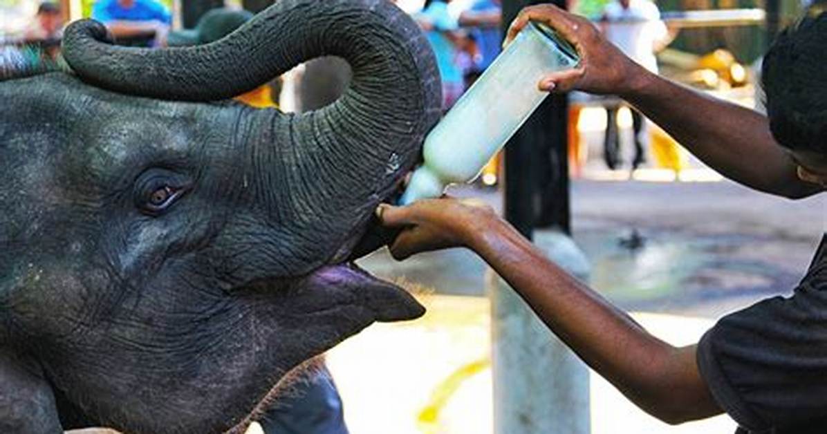 Elephant Feed