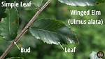 Elm or Eucalyptus for Example