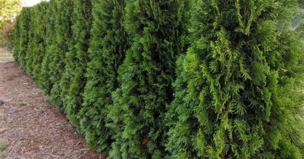 Emerald Cedar