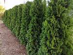 Emerald Cedar
