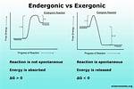 Endergonic