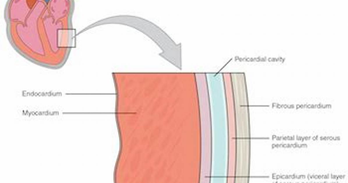 Endocardium Definition