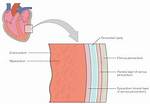 Endocardium Definition