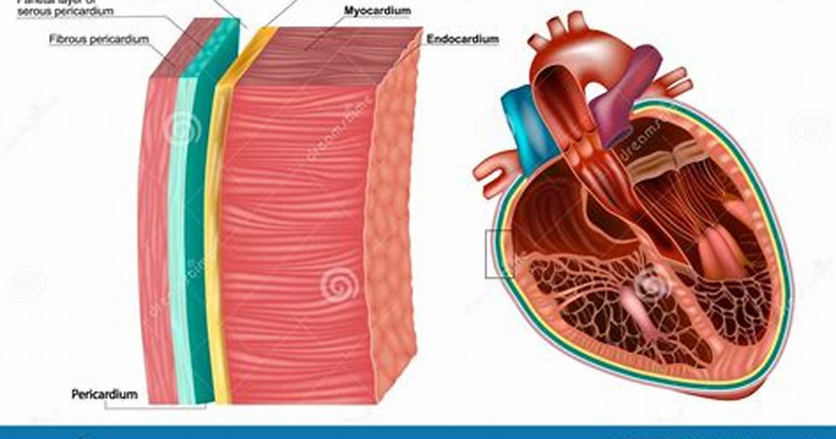 Endocardium Function
