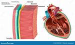 Endocardium Function