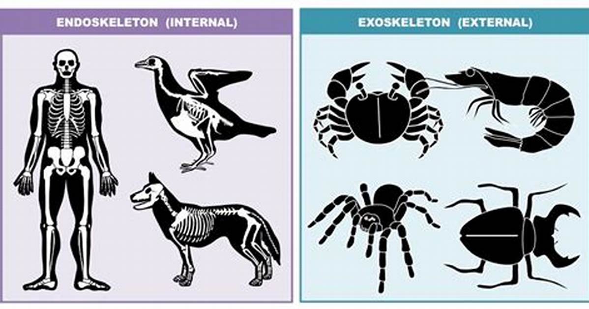 Endoskeleton Animals