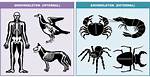 Endoskeleton Animals