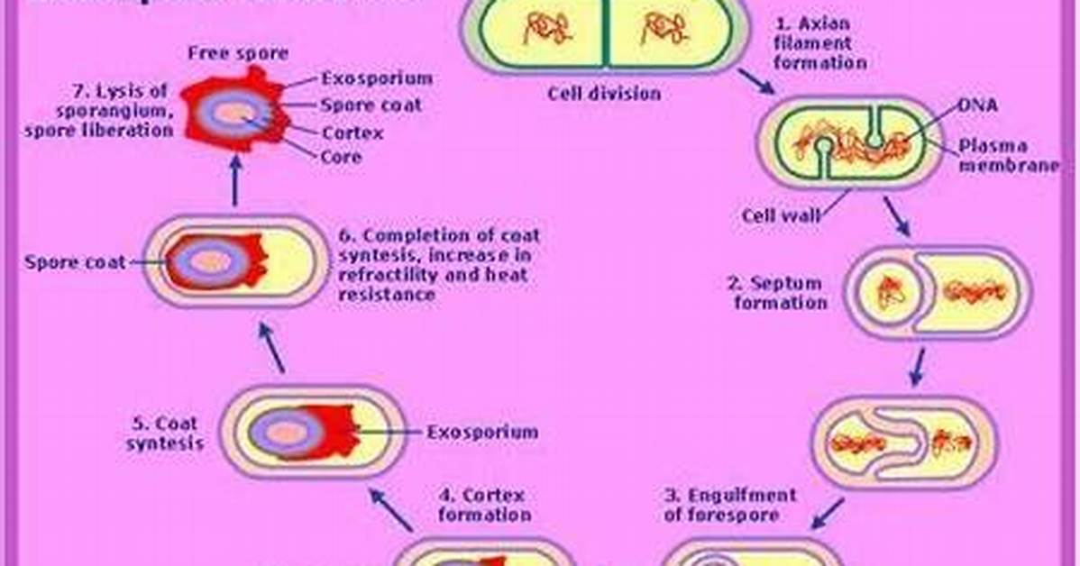 Endospore Function