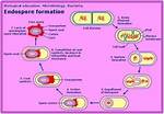 Endospore Function