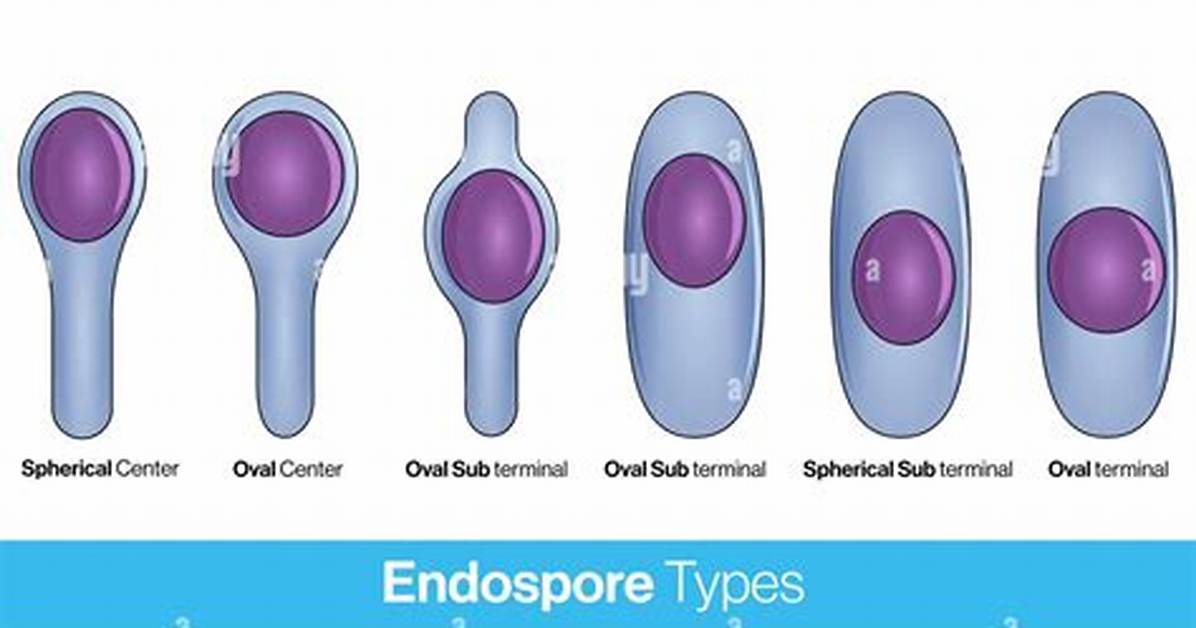 Endospores