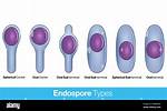 Endospores
