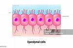 Ependymal Cells