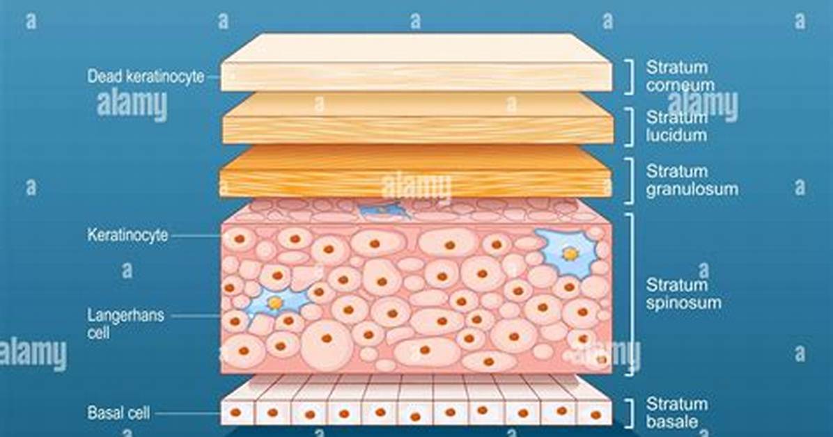 Epidermis Tissue Type