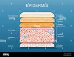Epidermis Tissue Type