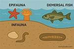 Epifauna