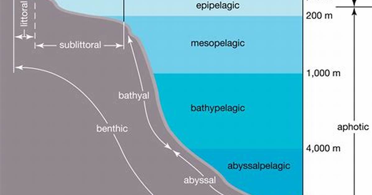 Epipelagic Zone