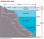 Epipelagic Zone
