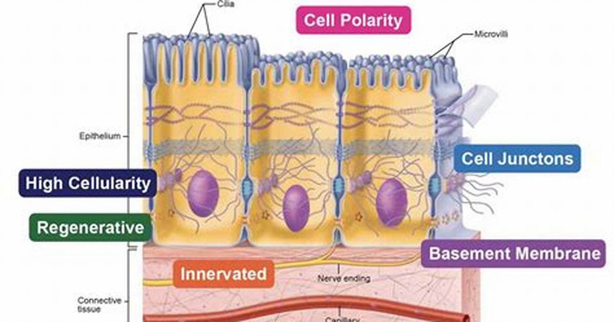 Epithelial Membrane