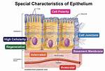 Epithelial Membrane