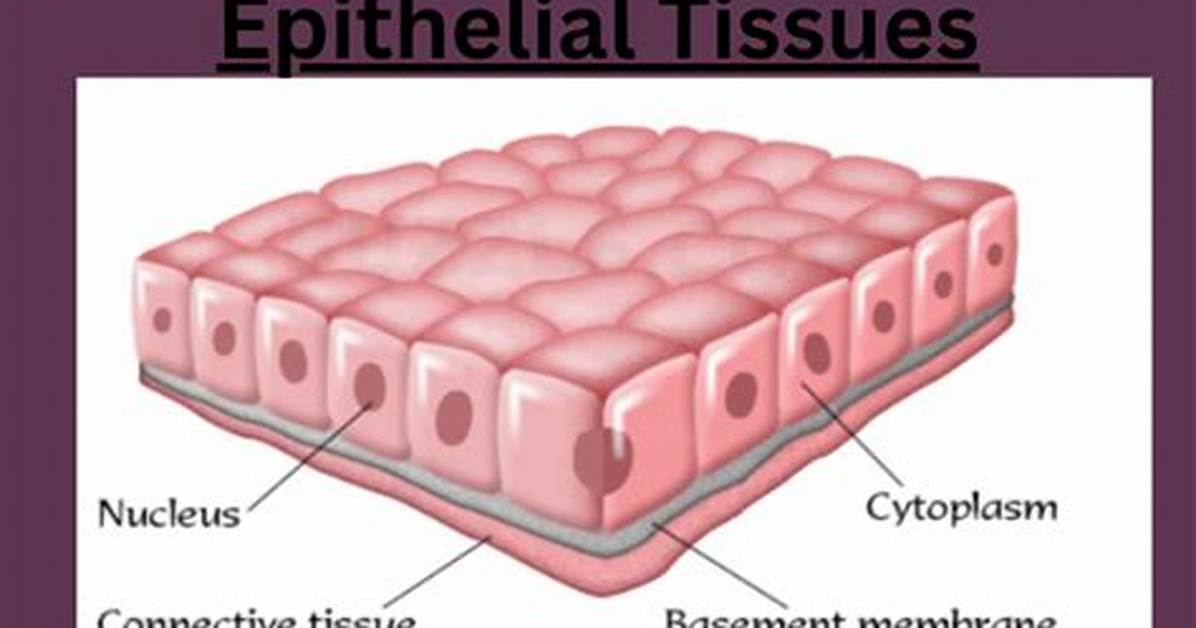 Epithelial Tissue Definition