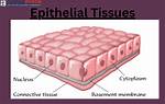 Epithelial Tissue Definition