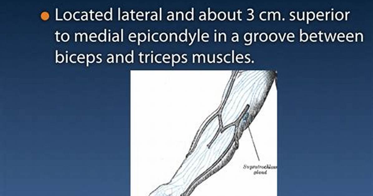 Epitrochlear Lymph Node
